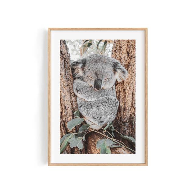 Sleeping Koala Print - Australian Wildlife Photography, Nature Wall Art - image 1