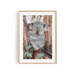Sleeping Koala Print - Australian Wildlife Photography, Nature Wall Art - thumbnail 1