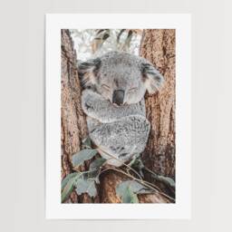 Sleeping Koala Print - Australian Wildlife Photography, Nature Wall Art - thumbnail 2