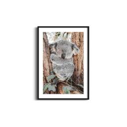 Sleeping Koala Print - Australian Wildlife Photography, Nature Wall Art - thumbnail 3