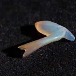 Opal Insect Carving - 1.4 Cts - thumbnail 3