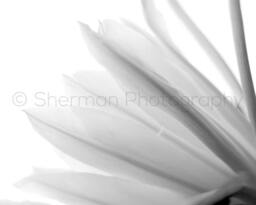Flower Pillow Cactus - 16x16 18x18 20x20 Cover - thumbnail 2