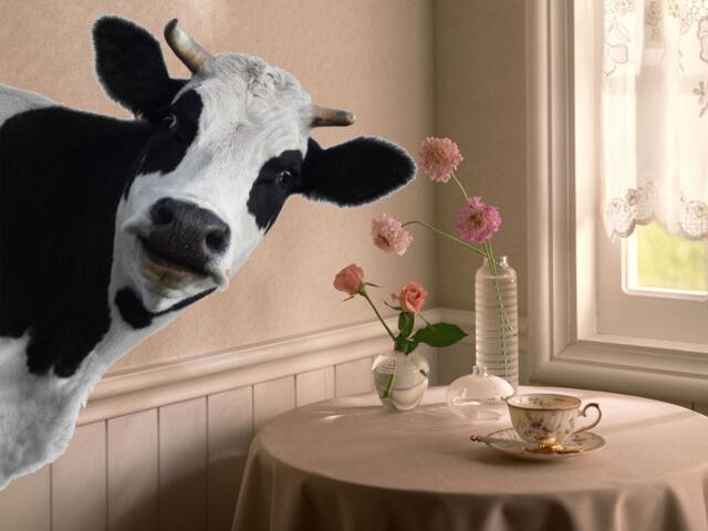 Cow Full Color Decal, Color Sticker, Wall Art Cn 004 - image 1