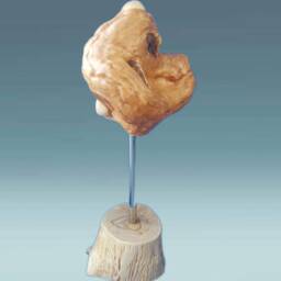 Dogs Head, Wooden Dogs Hand Carved Sculpture, Animal Figurine, Dog Head Statue, Rustic Home Decor - thumbnail 2
