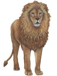 Lion Wall Decal 30x47 Inch Lion Sticker For Safari-Themed Room - thumbnail 1