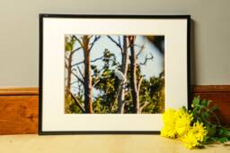 Crane Photography, Peaceful Wall Art, Pictures, Bird Photo Print, Gifts, Wildlife Travel Inspired Nursery Decor - thumbnail 1