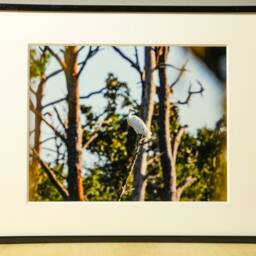 Crane Photography, Peaceful Wall Art, Pictures, Bird Photo Print, Gifts, Wildlife Travel Inspired Nursery Decor - thumbnail 2