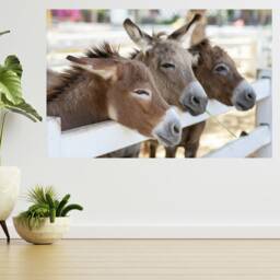 Three Horse & Donkey in The Farm 3D View Wall Sticker Poster Decal A994