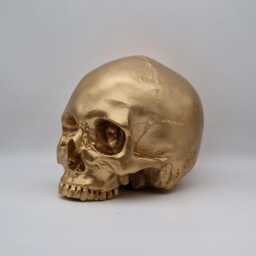 I'm Golden. Gold Plaster Of Paris Human Skull Replica - thumbnail 3