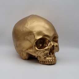 I'm Golden. Gold Plaster Of Paris Human Skull Replica - thumbnail 2