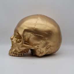 I'm Golden. Gold Plaster Of Paris Human Skull Replica - thumbnail 4