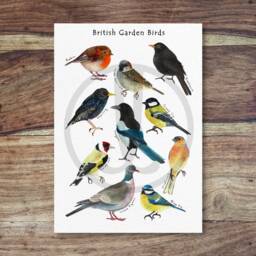 Garden Bird Poster - Indentification Poster, British Garden Birds, Top Ten Birds - thumbnail 2