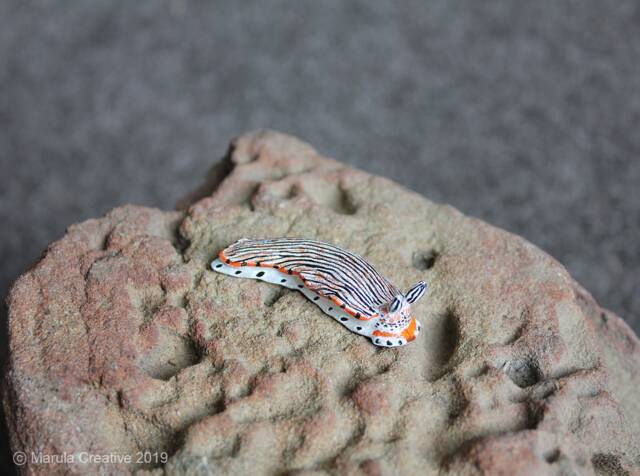 Tili The Nudibranch - Dermatobranchus Cymatilis - image 1