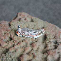 Tili The Nudibranch - Dermatobranchus Cymatilis - thumbnail 3