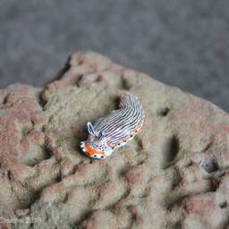 Tili The Nudibranch - Dermatobranchus Cymatilis - thumbnail 2