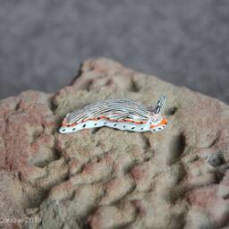 Tili The Nudibranch - Dermatobranchus Cymatilis - thumbnail 4