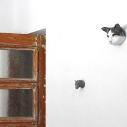 Kitty/Custom Cat Face Portrait Cat Wall Mount, Art Sculpture, Faux Taxidermy - thumbnail 4