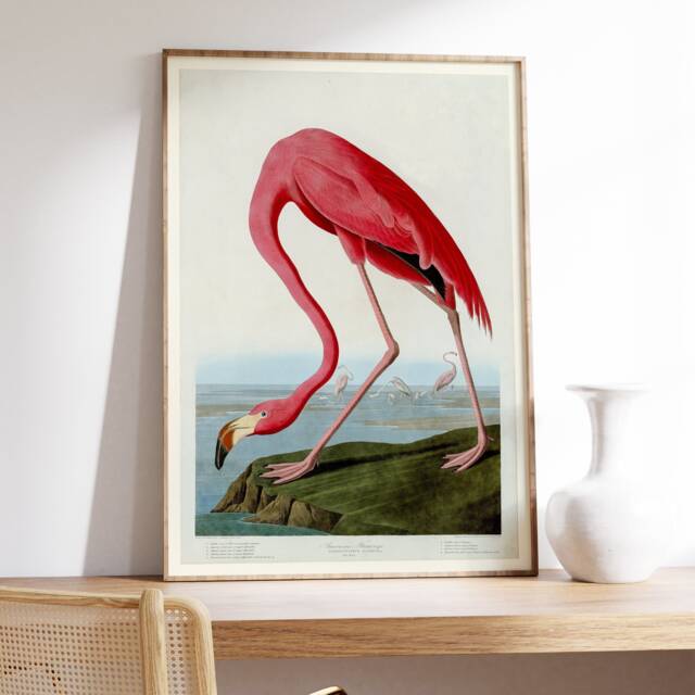 Vintage Print Pink Flamingo, John James Audobon Poster, Wall Art, Home Decor, Wildlife Giclee Museum Retro Art - image 1
