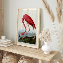 Vintage Print Pink Flamingo, John James Audobon Poster, Wall Art, Home Decor, Wildlife Giclee Museum Retro Art - thumbnail 3