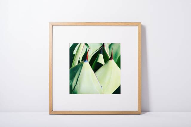 "Botanical Art, Digital Download, Printable Arizona, Fine Colorful Bright Wall Decor, Cactus Modern Art ""Points" - image 1
