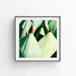 "Botanical Art, Digital Download, Printable Arizona, Fine Colorful Bright Wall Decor, Cactus Modern Art ""Points" - thumbnail 2