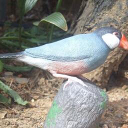 Cherry Javasparrow Figurine - thumbnail 4