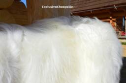 Icelandic White Genuine Sheepskin Lambskin Sheep Skin Rug Pelt Long Wool S-xxxl - thumbnail 1