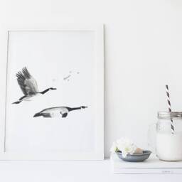 Quebec Birds Illustration/Authentic Print Hummingbird Canada Goose Swallow Falcon American Robin Geese Puffin Chickadee - thumbnail 3