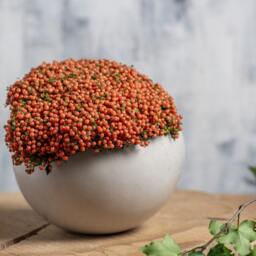 x-Large White Ceramic Planter For Succulents, Cactus Or Flowers, Minimalist Plant Vase - thumbnail 3