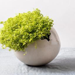 x-Large White Ceramic Planter For Succulents, Cactus Or Flowers, Minimalist Plant Vase - thumbnail 2