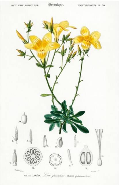 Vintage Yellow Flax Print, Nature Flower Print