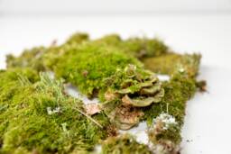 Forest Green Moss Set Live Terrarium Moss, Natural Wall Art - thumbnail 1