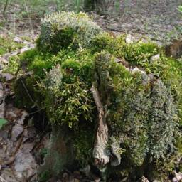 Forest Green Moss Set Live Terrarium Moss, Natural Wall Art - thumbnail 4