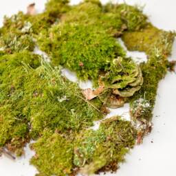 Forest Green Moss Set Live Terrarium Moss, Natural Wall Art - thumbnail 2