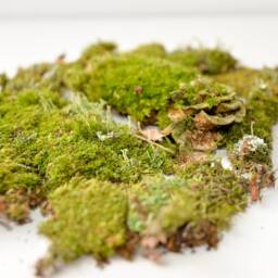 Forest Green Moss Set Live Terrarium Moss, Natural Wall Art - thumbnail 3