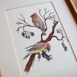 Cedar Waxwings // 5x7/8x10 Art Print Nature Birds Watercolour Painting Illustration - thumbnail 2