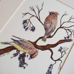 Cedar Waxwings // 5x7/8x10 Art Print Nature Birds Watercolour Painting Illustration - thumbnail 3