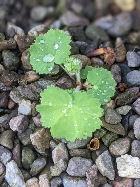 Lady's Mantle Plug Plants, Alchemilla Mollis, Hardy Perennial Flowers, Gardening, Flowers For Shade, Borders, Cottage Garden - image 1