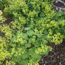 Lady's Mantle Plug Plants, Alchemilla Mollis, Hardy Perennial Flowers, Gardening, Flowers For Shade, Borders, Cottage Garden - thumbnail 2