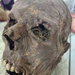 Mummified Mark Realistic Corpse Head Skull - thumbnail 1