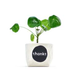 "Indoor Planter, ""Thanks"" Blockprint Canvas Bucket For Plants & Small Storage, 4" - thumbnail 1