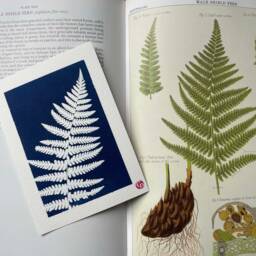 Cyanotype, Fern, Nature, Unique, Alternative Photography - thumbnail 3