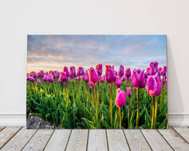 Moody Cloudy Sky Tulip Field Canvas - UK Spring Floral Landscape Art Print For Home Decor - image 1