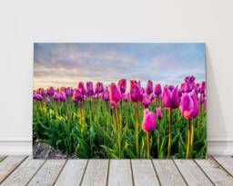 Moody Cloudy Sky Tulip Field Canvas - UK Spring Floral Landscape Art Print For Home Decor - thumbnail 1
