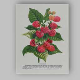 Vintage Cuthbert Raspberry Botanical Fruit Illustration Canvas Wall Art Print Decor Picture Ready To Hang