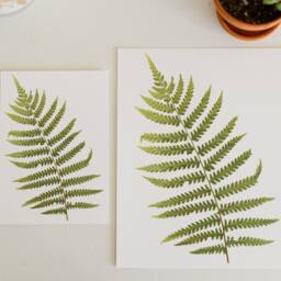 Ostrich Fern - Print Reproduction Artwork Of Pressed Plants 100% Cotton Rag Paper Botanical Artwork, Greenery - thumbnail 3