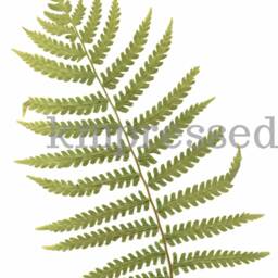Ostrich Fern - Print Reproduction Artwork Of Pressed Plants 100% Cotton Rag Paper Botanical Artwork, Greenery - thumbnail 2