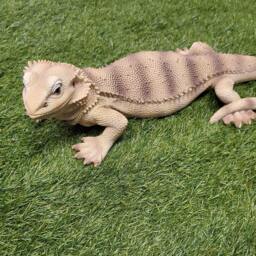 Bearded Dragon Wall D??cor, Lizard Sculpture, Reptile Garden Ornament, Climbing Statue, Outdoor D??cor - thumbnail 4