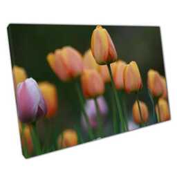 Elegant Pink Peach Tulip Canvas Wall Art Spring Summer Floral Decor For Home & Office - thumbnail 1