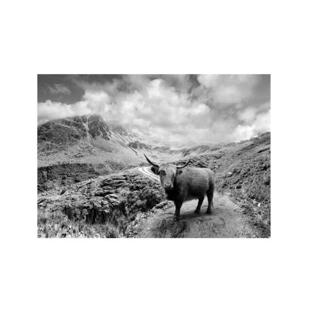 Photo Of A Highland Cow, Animal Photography Art Print, Wilderness Art, Black & White Photography, Mountain Print - image 1